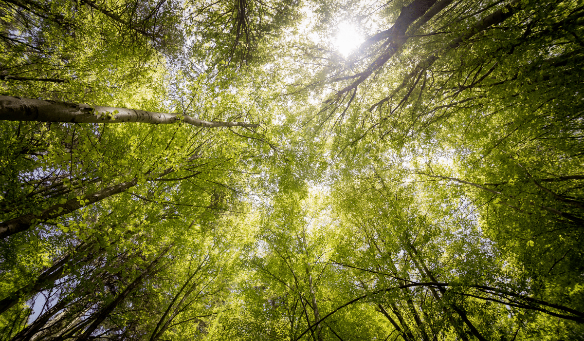 See the trees through the forest